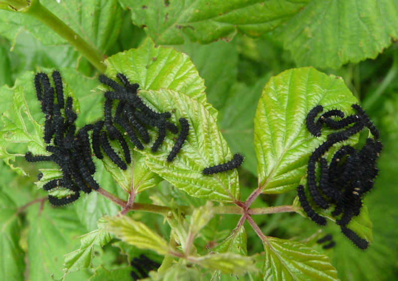 Identificazione bruchi:  bruchi di Saturnia pavoniella ai primi stadi